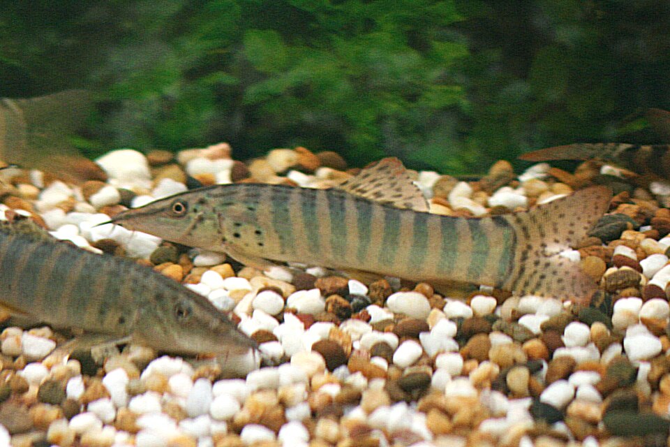 Redfin Tiger Loach