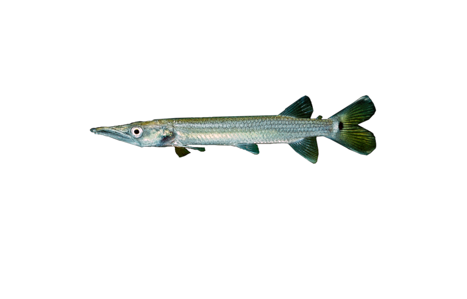 Hujeta Gar
