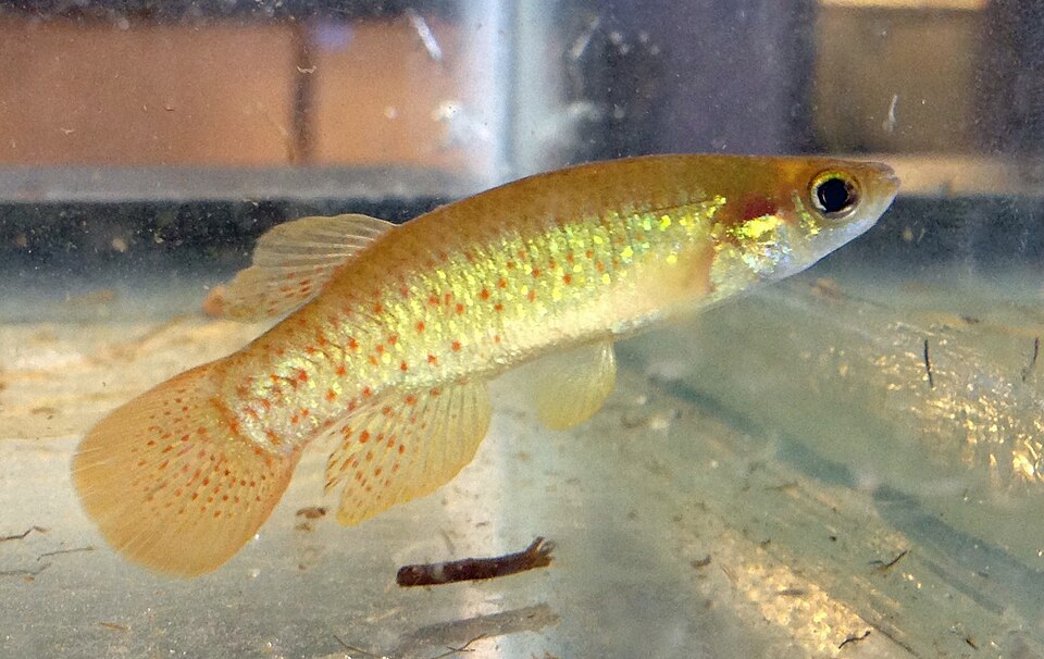 Golden Toppminnow