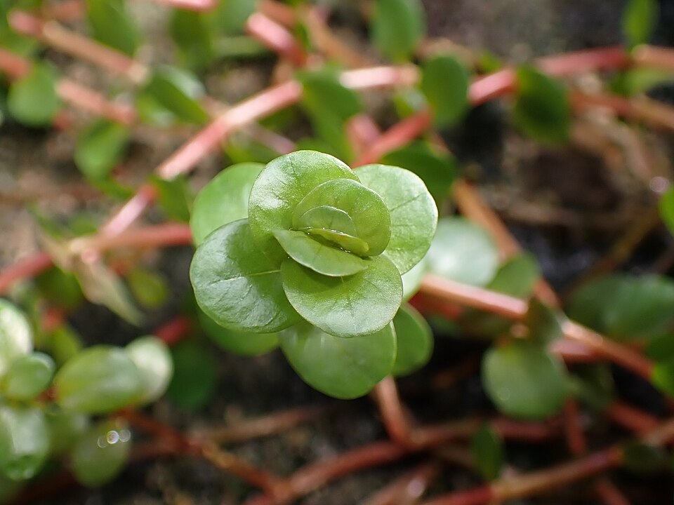 Rotala Rotundifolia