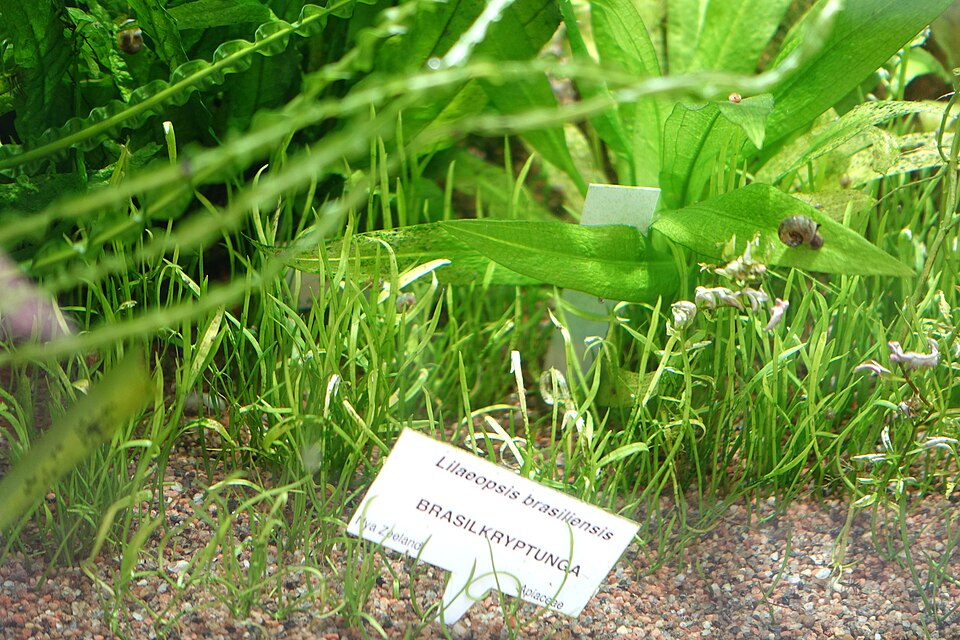 Lilaeopsis Brasiliensis