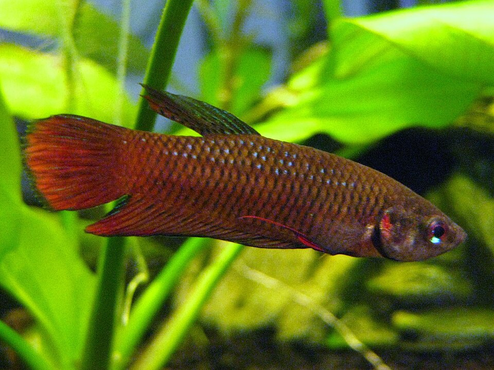 Chukai Betta