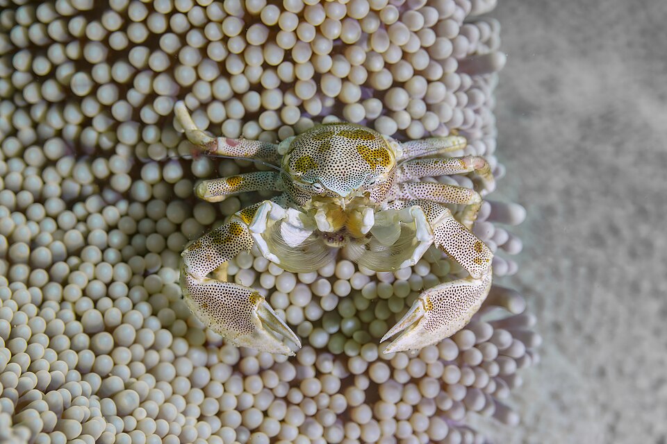 Porcelain Crab