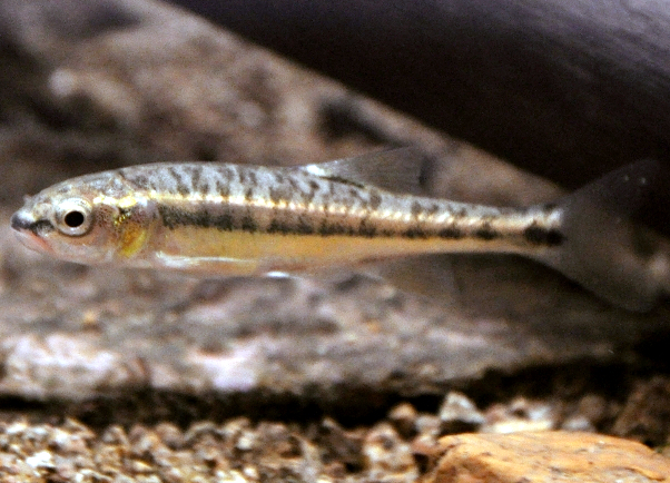 European Minnow