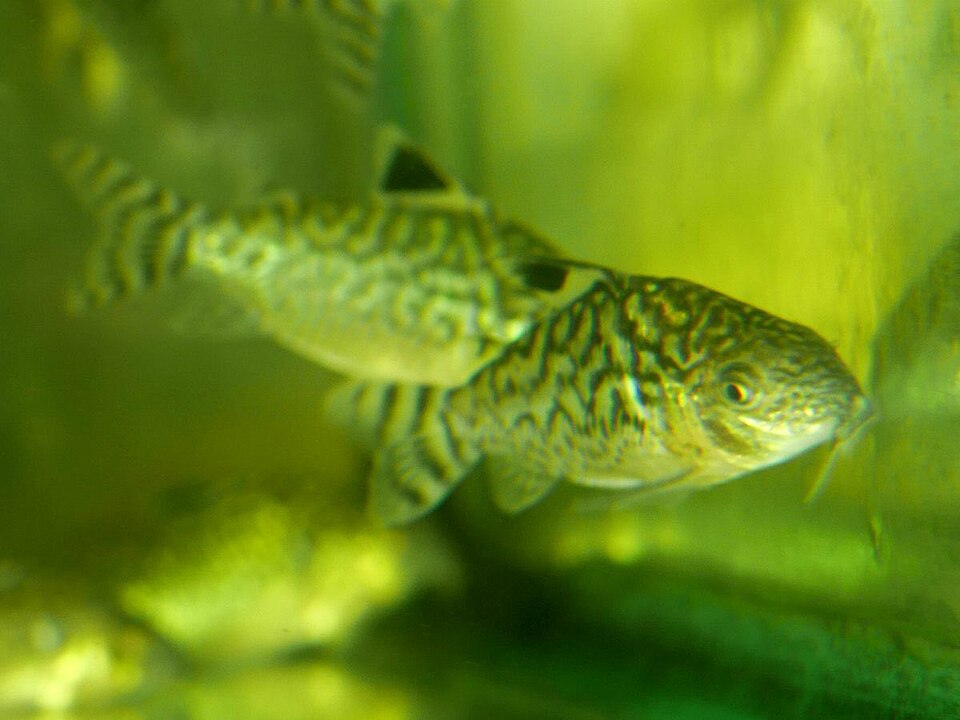 Reticulated Corydoras