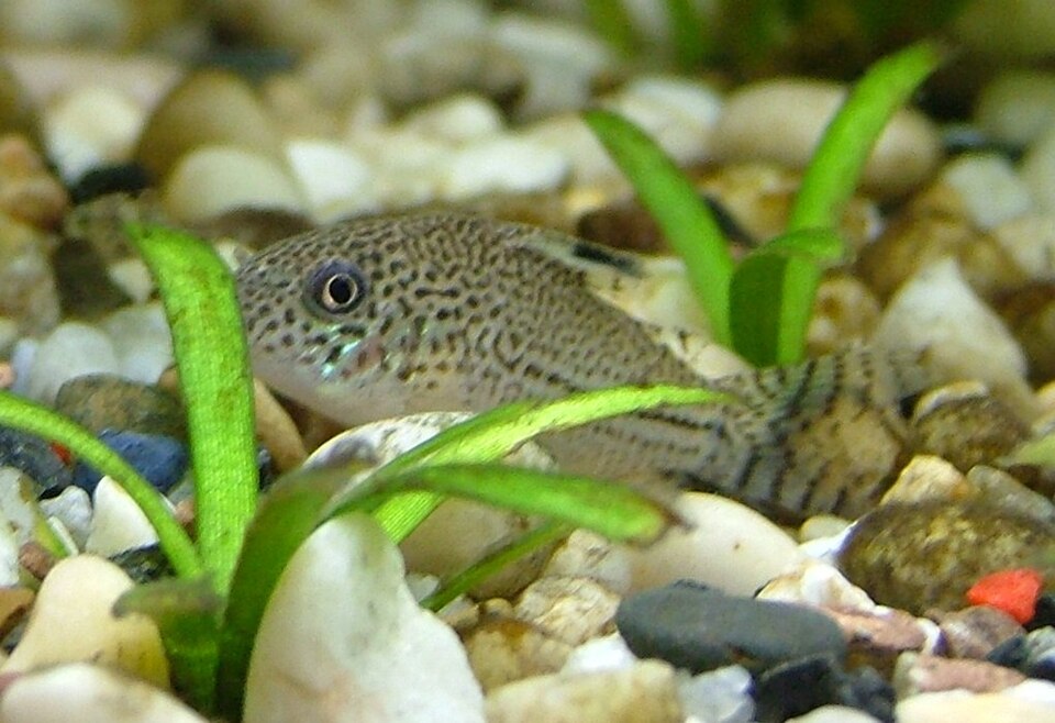Julii Corydoras