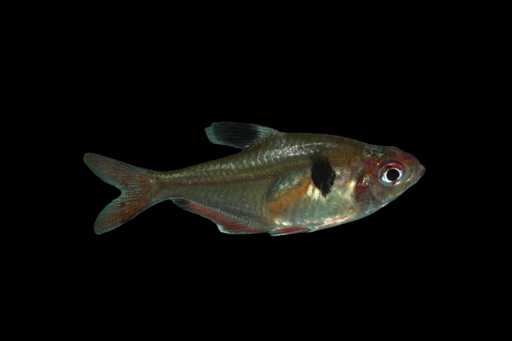 Serpae Tetra