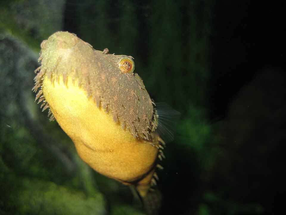 Hairy Puffer