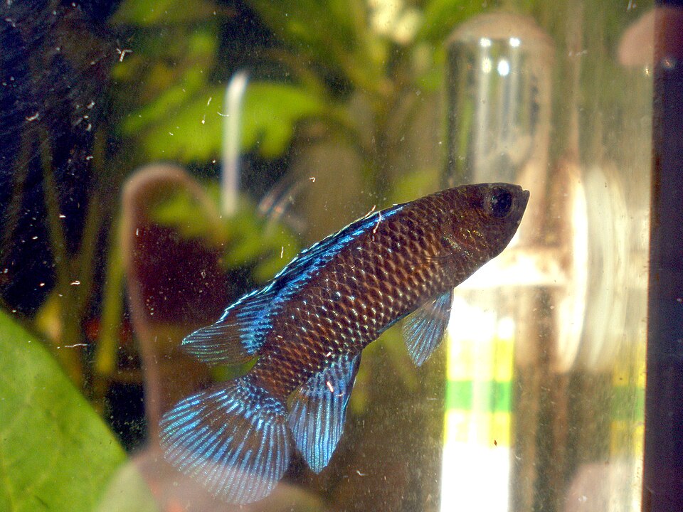 Badis