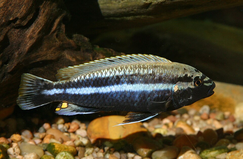 Auratus Cichlid