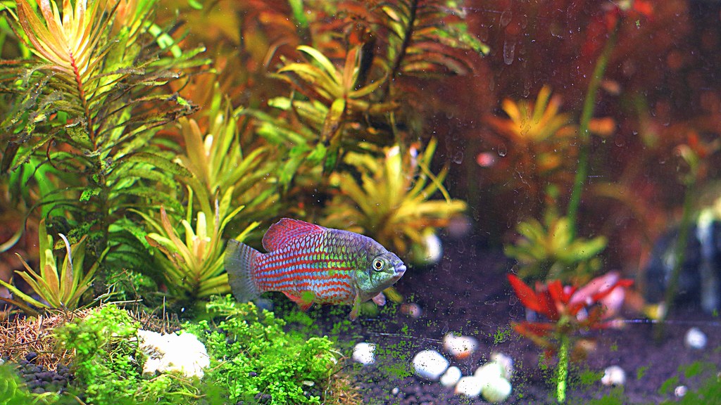American Flagfish