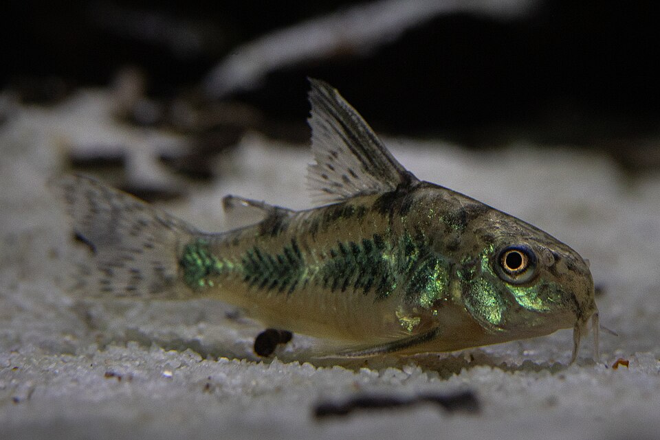 Corydoras Catfish