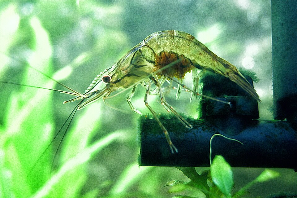 Riceland Prawn