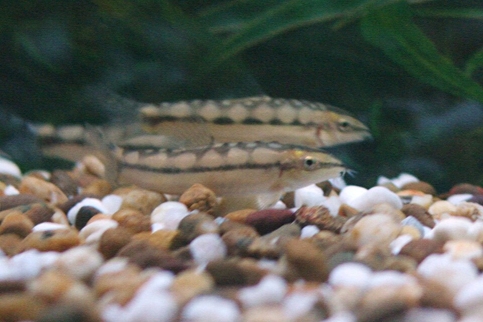 Dwarf Botia