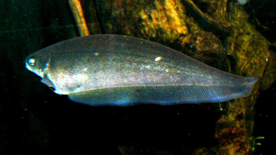 African Knifefish