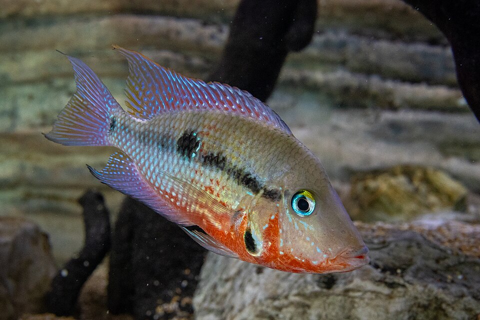 Firemouth Cichlid