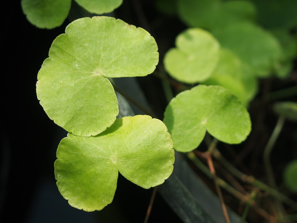Brazilian Pennywort