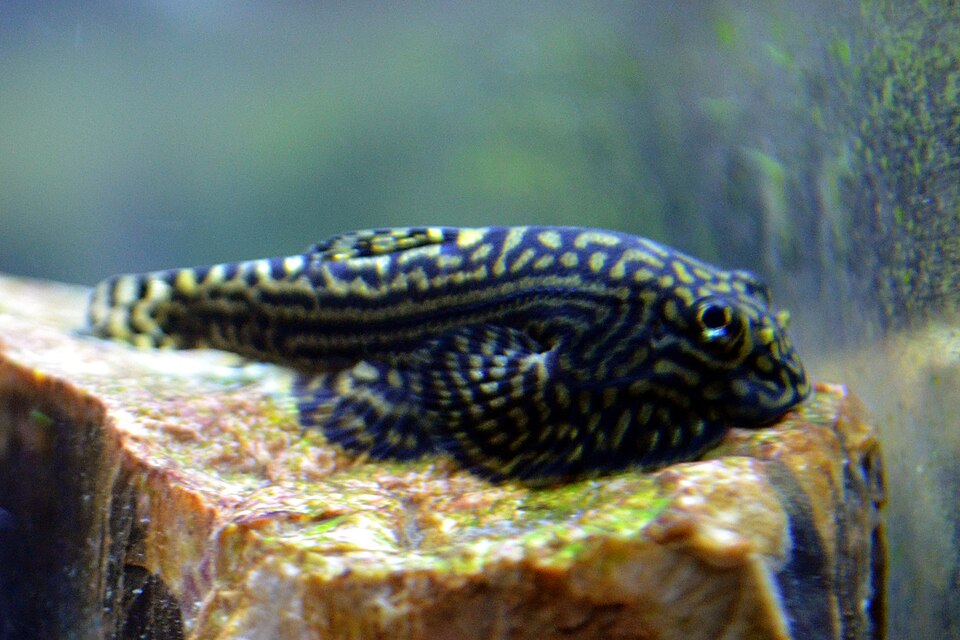 Tiger Hillstream Loach