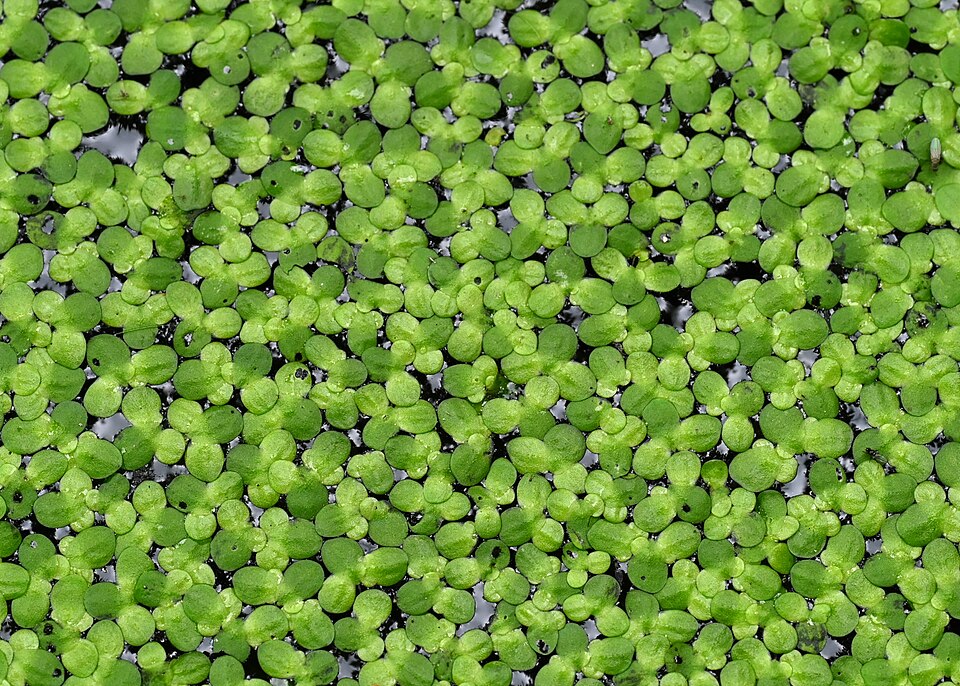 Spirodela Polyrrhiza