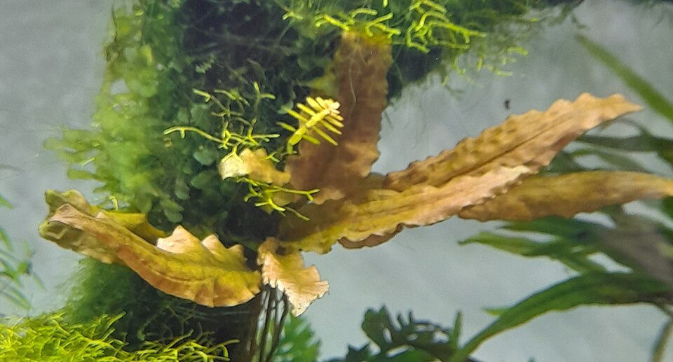Cryptocoryne Wendtii 'Tropica'