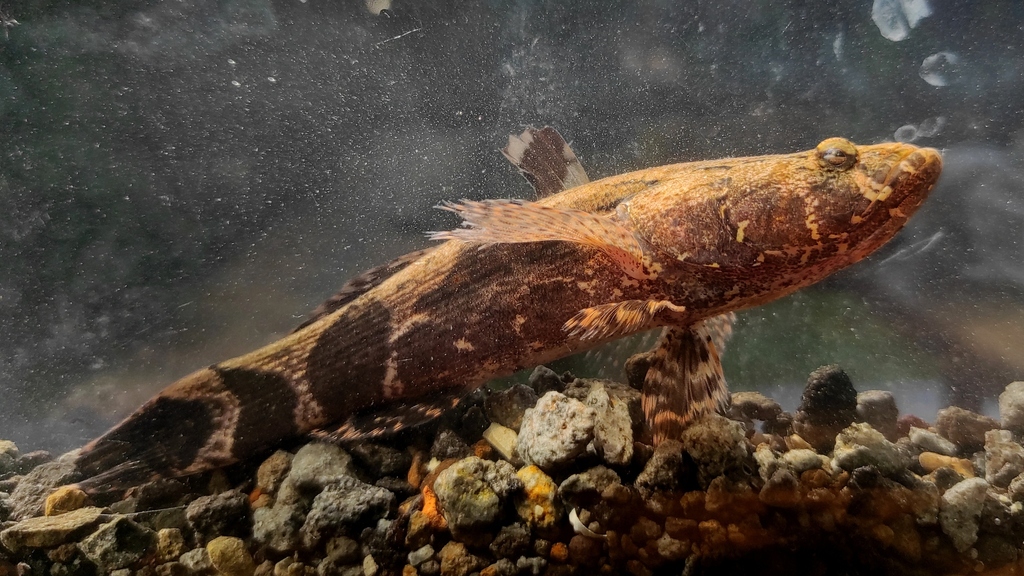 Marbled Goby
