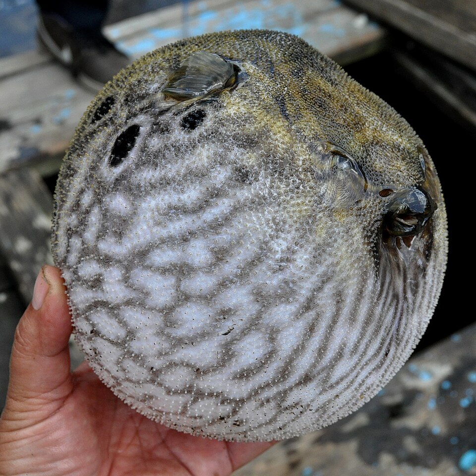 Humpback Puffer