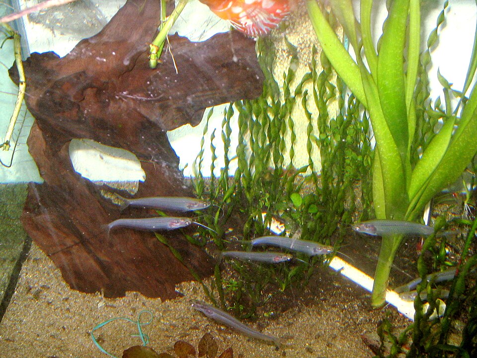 Striped Glass Catfish
