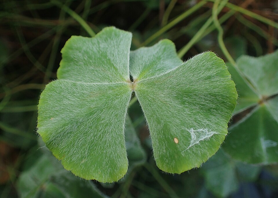 Marsilea Hirsuta