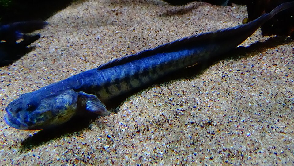 Violet Goby