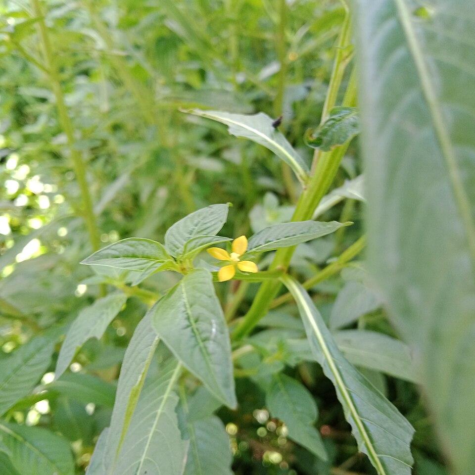 Ludwigia Glandulosa