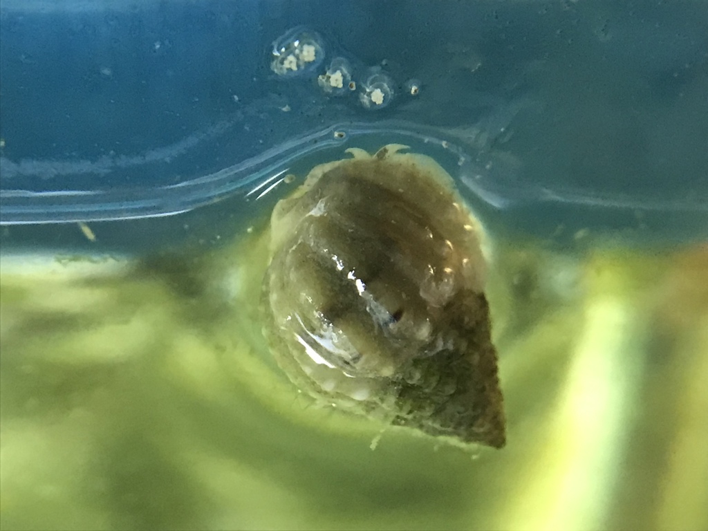 Nassarius Snail