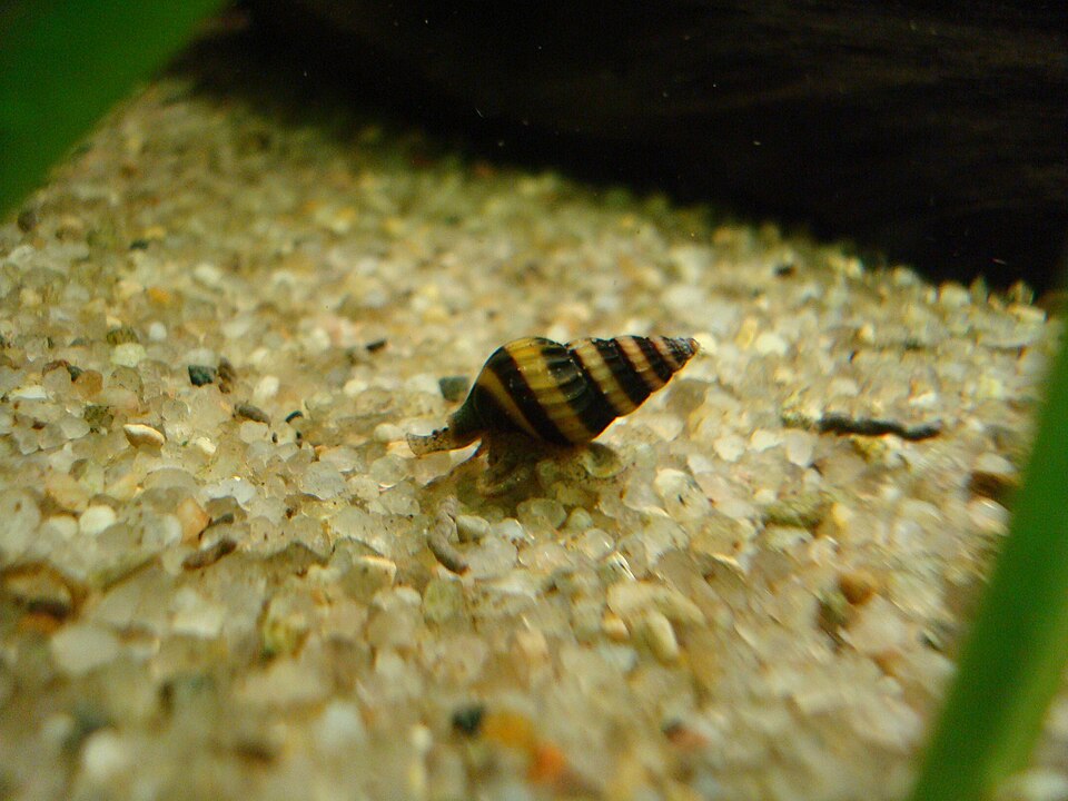 Assassin Snail