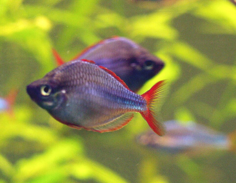 Neon Rainbowfish