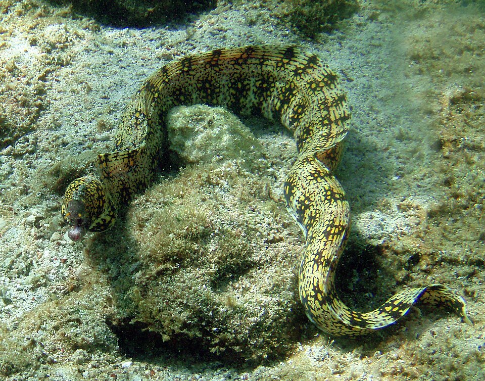 Snowflake Moray Eel