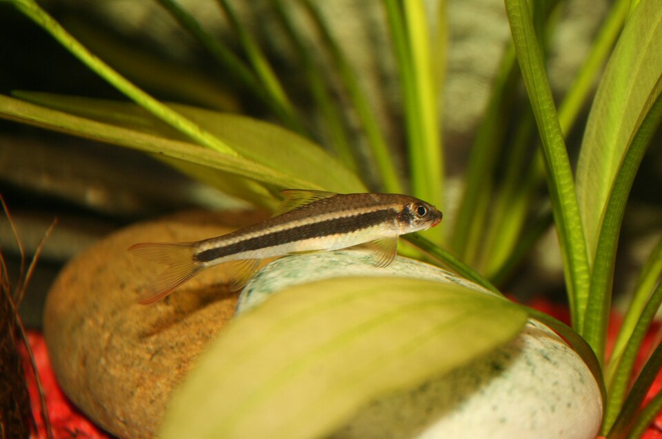 Cambodian Log Sucker