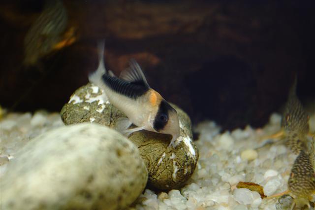 False Network Corydoras