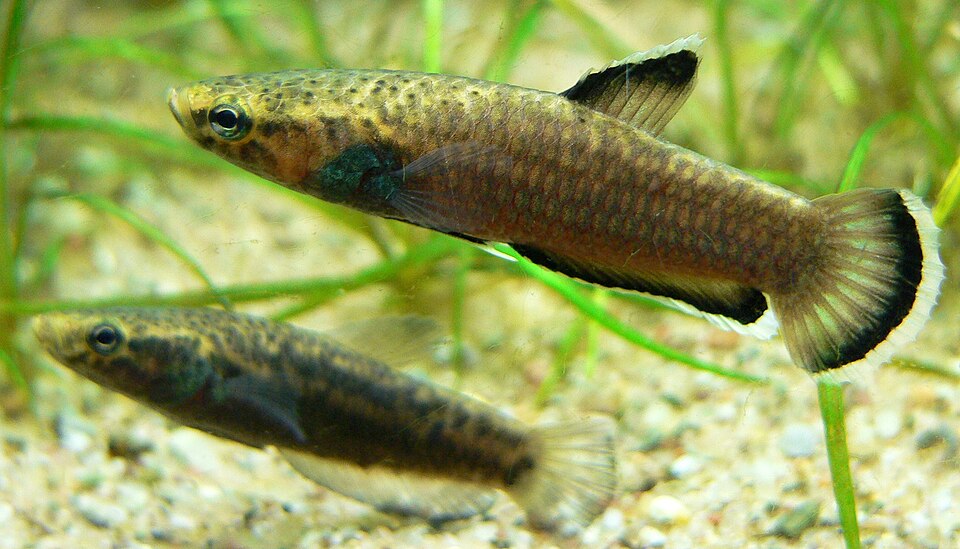Slender Betta