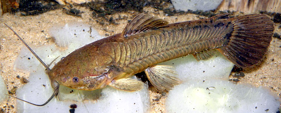 Cascarudo