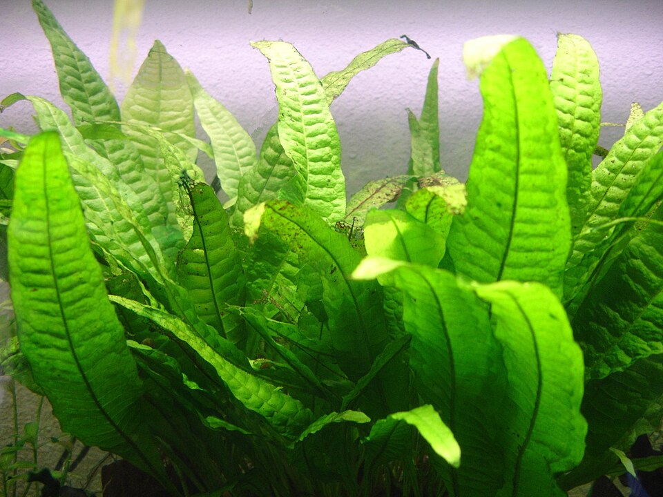 Java Fern
