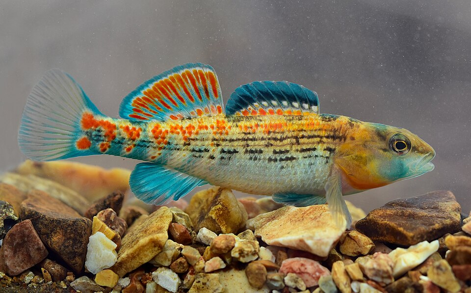 Orangethroat Darter