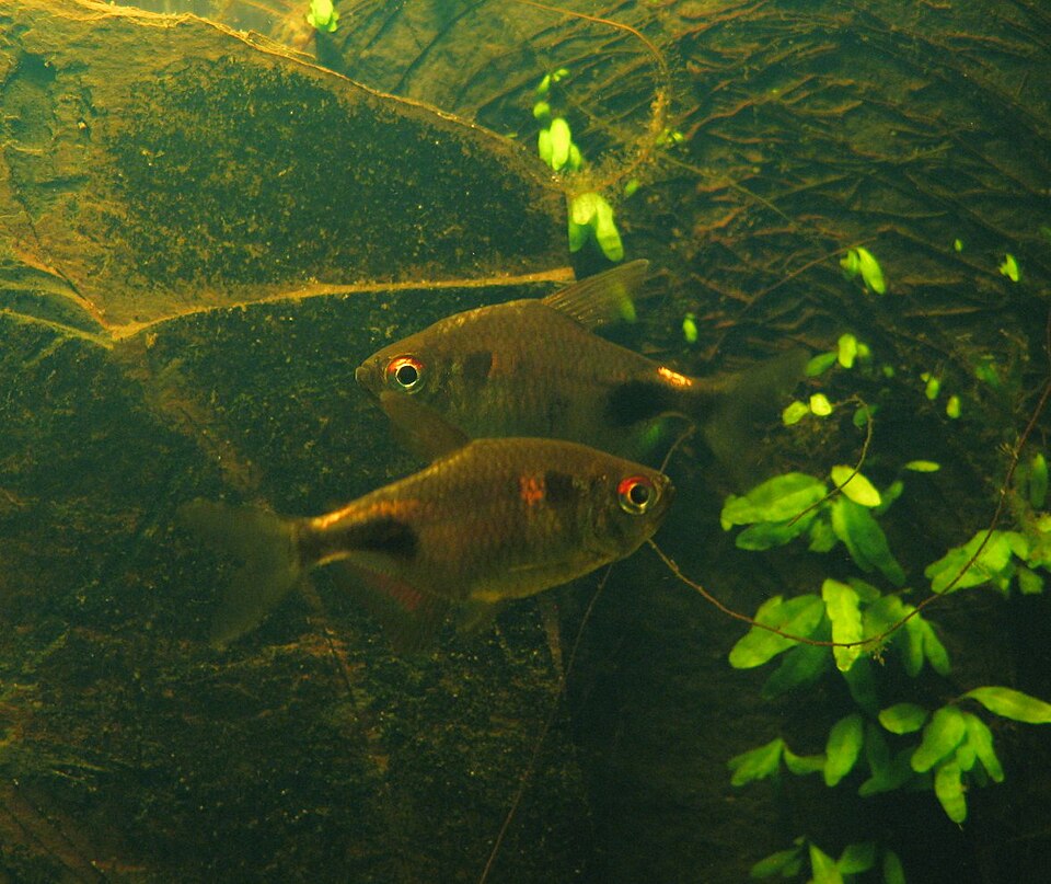 Garnet Tetra