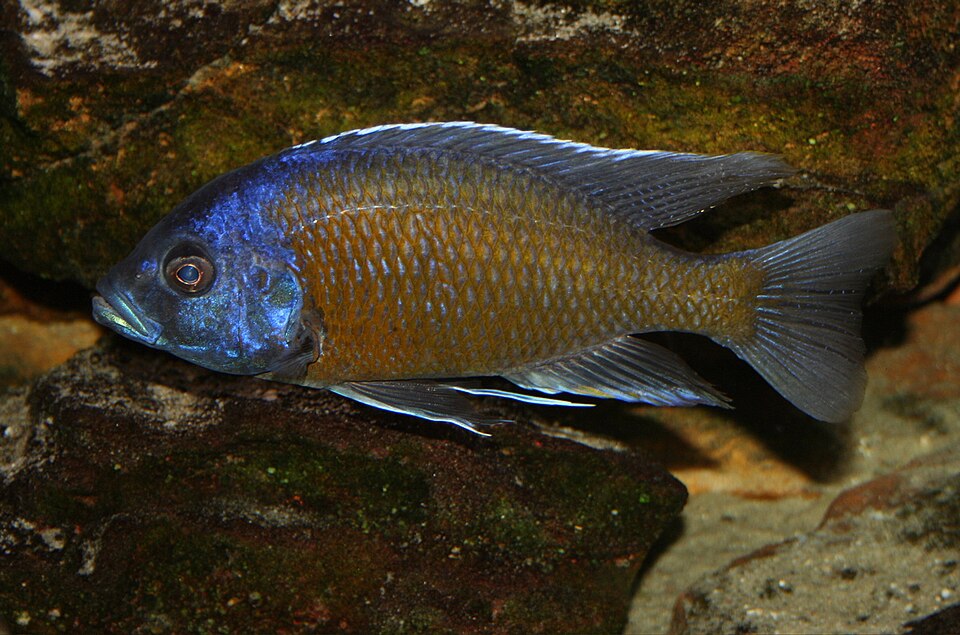 Red Fin Hap