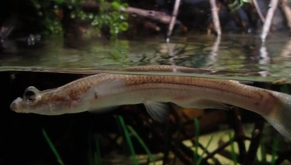 Largescale Four-Eyed Fish