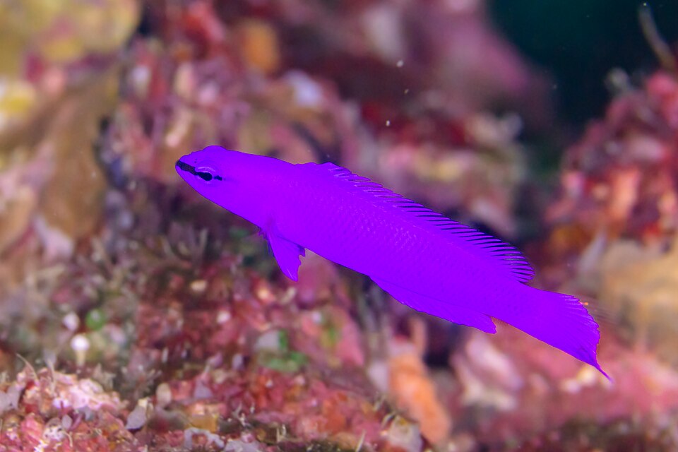 Dottyback