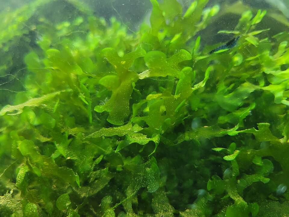 Subwassertang