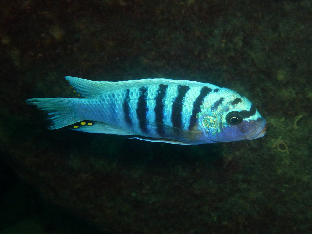 African Cichlid (Mbuna)
