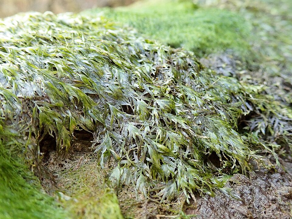 Fissidens Fontanus