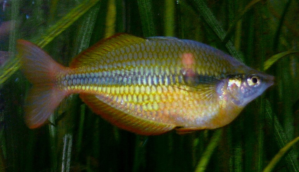 Lake Tebera Rainbowfish