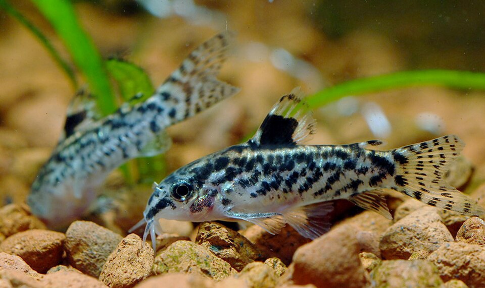 Sixray Cory