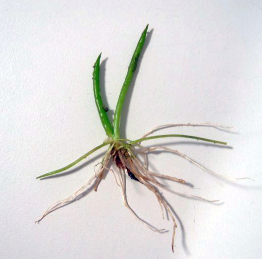 Littorella Uniflora
